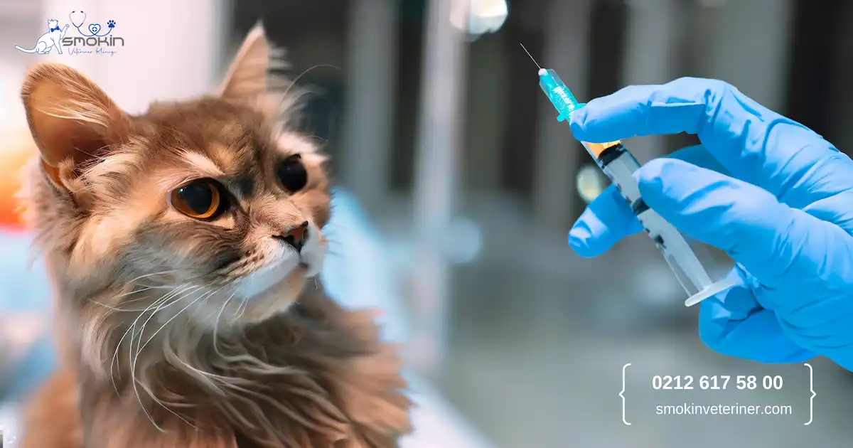 Sağ tarafta doktorun uzattığı aşı şırıngasına bakan kedi.