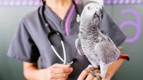 Veteriner Kuş Hastalıkları