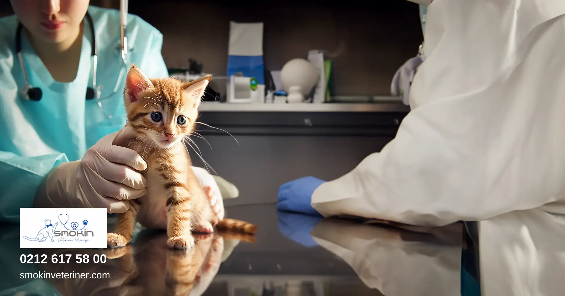 Veteriner Kliniğindeki masada hemşire tarafından eliyle tutulan bir yavru kedinin masum bakışının görseli.