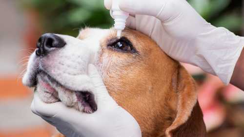 Evcil hayvanlarda göz hastalıkları