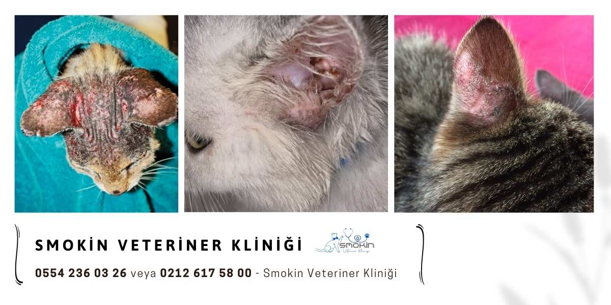 Kulak uyuzu nedeniyle kulak ve çevresinde yaralara neden olan kedi fotoğrafları
