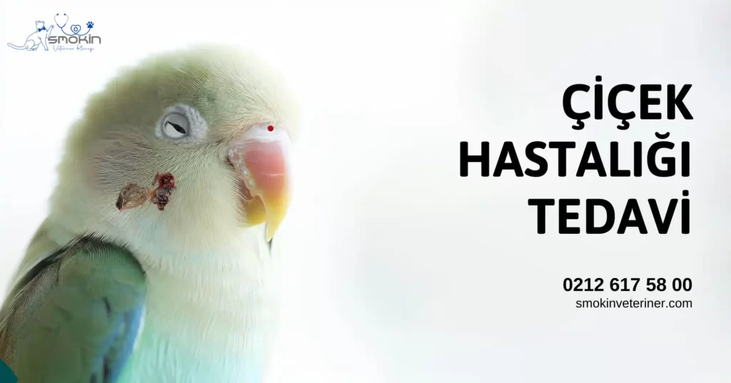 Çiçek hastalığına yakanmış bir muhabbet kuşu.