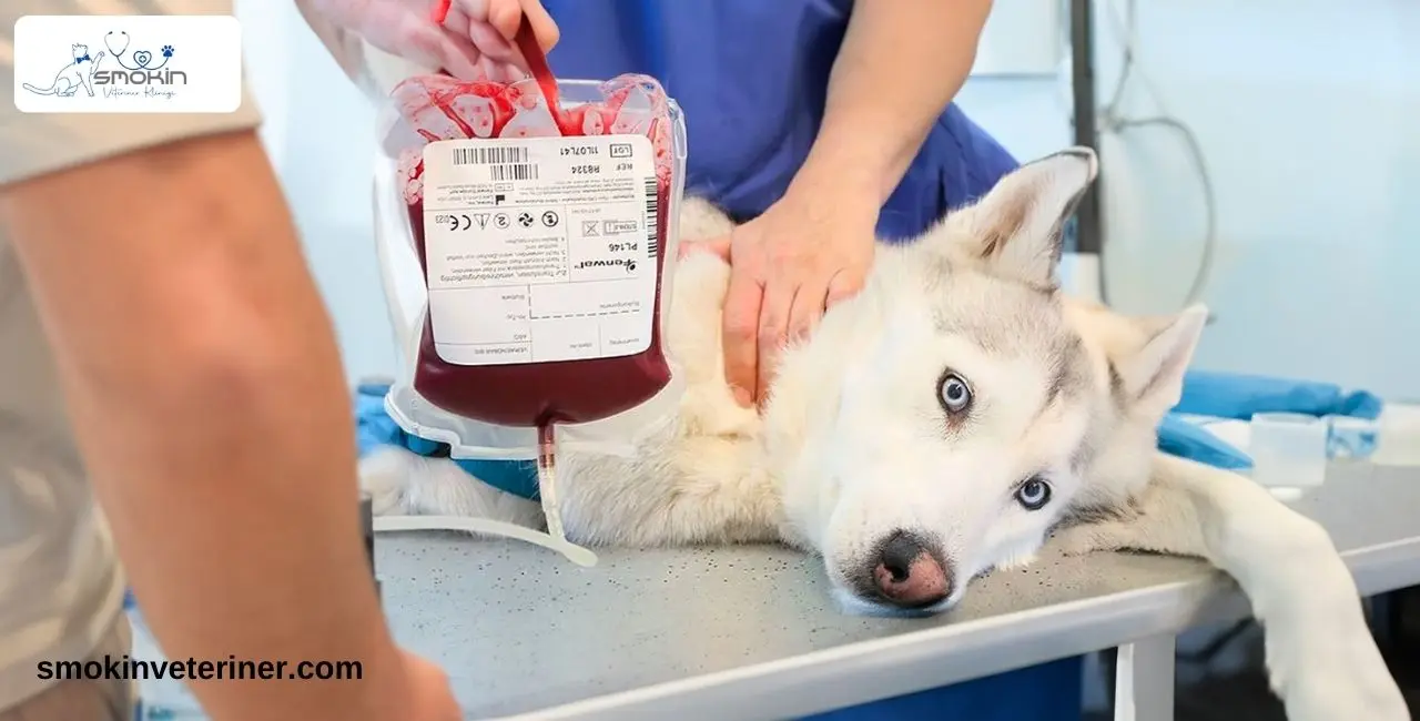 Kan nakli olan köpek resmi.