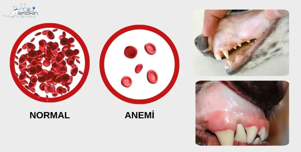 Köpeklerde normal kan hücresi ve anemili kan hücresi.Sağ tarafta ise anemili köpeğin diş etindeki beyazlamayı gösteren 2 görsel.
