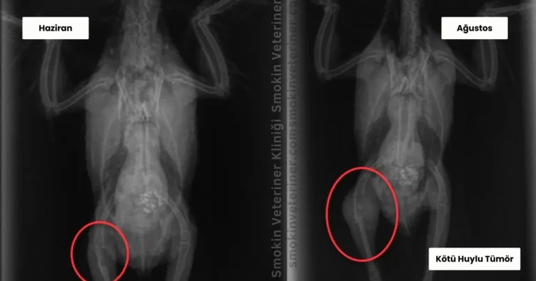 Muhabbet Kuşlarında Tümörlü x-ray